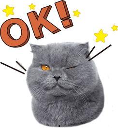 娱乐吃瓜君与猫